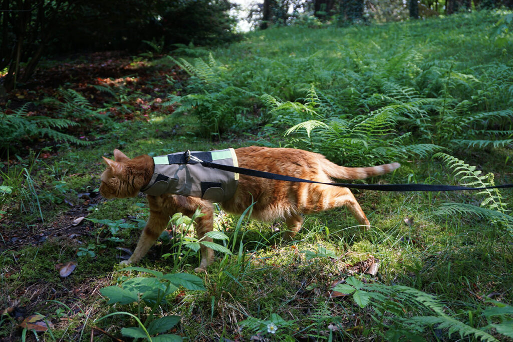 Kato Pettorina al Guinzaglio