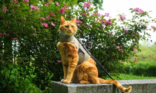 Fuori Come un Gatto START