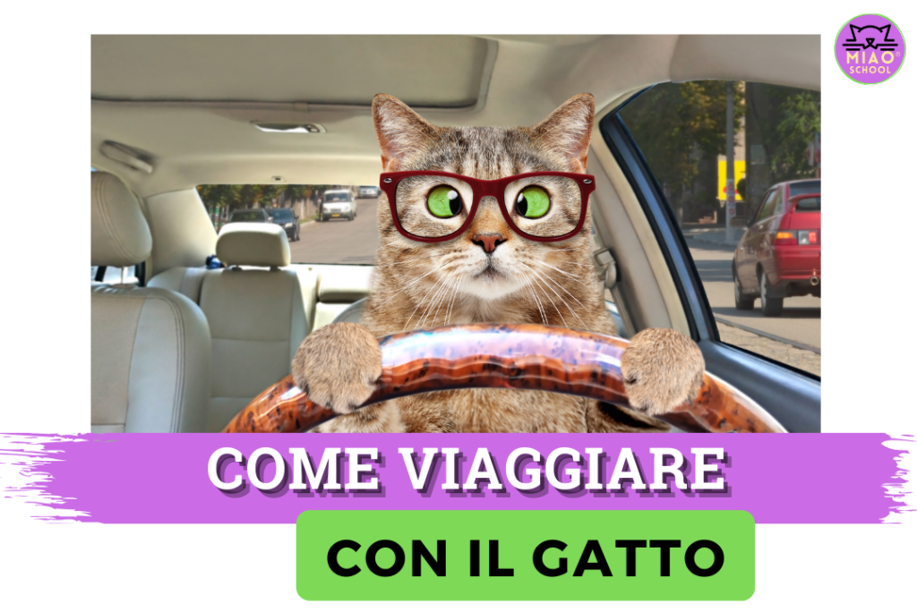 viaggiare gatto vacanze